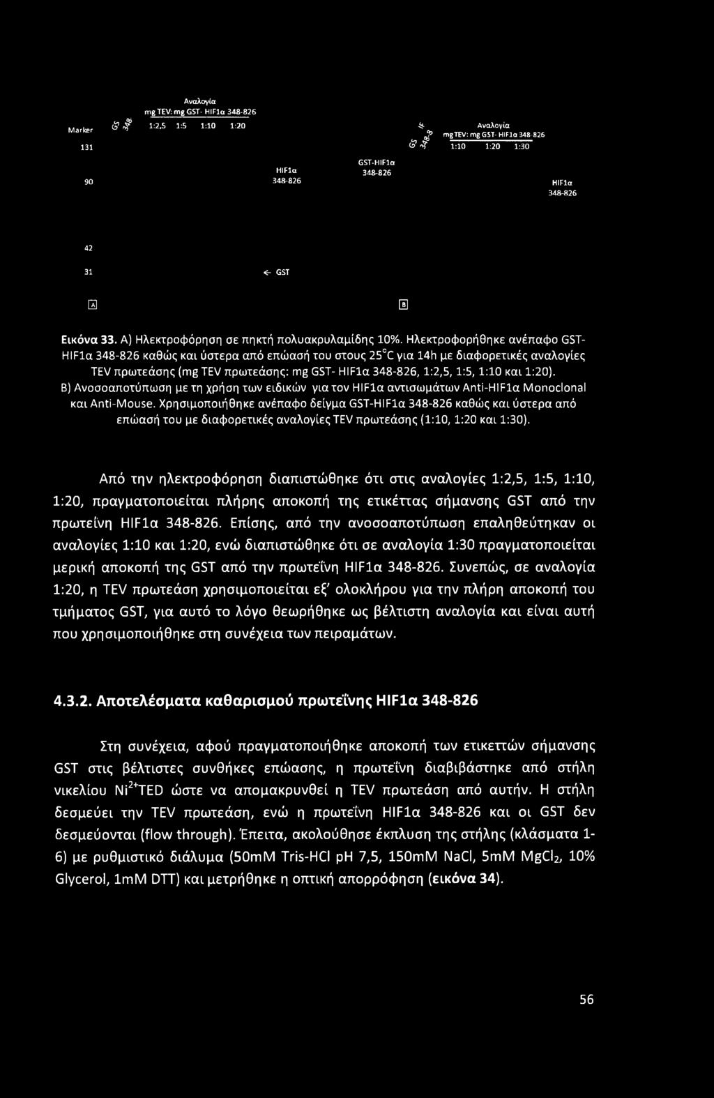 Marker 131 Αναλογία mg TEV: mg GST- HIFla 348-826 # # 1:2,5 1:5 1:10 1:20 4$ Αναλογία g mg TEV: mg GST- HIFla 348-826 & % 1:10 1:20 1:30 90 HIFla 348-826 GST-HIFla 348-826 HIFla 348-826 42 31 <- GST