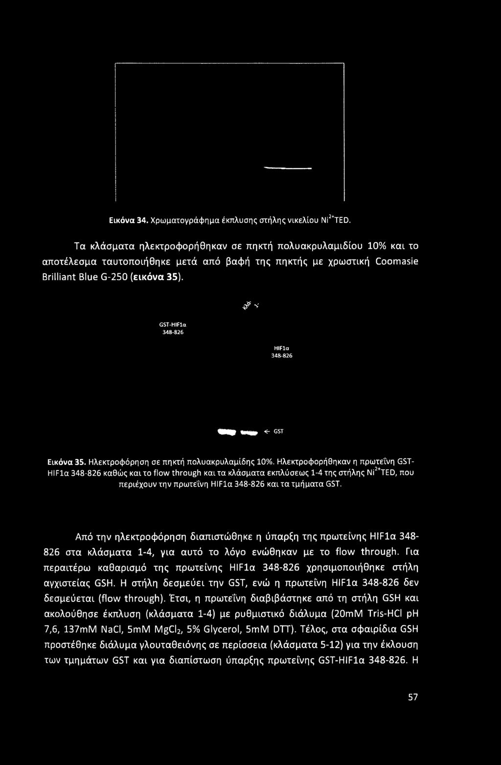 5^ Ν' GST-HIFla 348-826 HIFla 348-826 mm mum <- gst Εικόνα 35. Ηλεκτροφόρηση σε πηκτή πολυακρυλαμίδης 10%.