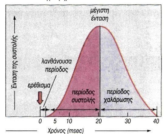 Γ. Να ονομάσετε τα μέρη του μυός που φαίνονται