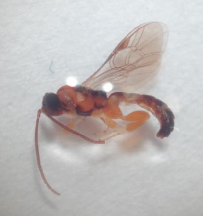 Εικόνα 3.5: Ακμαία έντομα από 2 διαφορετικά είδη του γένους Exochus. 3.1.