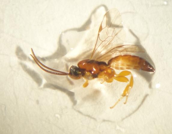 της οικογένειας Ichneumonidae, η οποία περιλαμβάνει 95 γένη παγκοσμίως, με