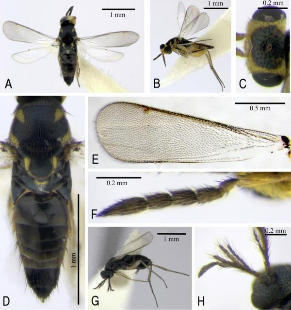 Ωφέλιμα έντομα στους ελαιώνες της Κρήτης Εικόνα 3.20: Χαρακτηριστικά της μορφολογίας ακμαίου εντόμου της οικογένειας Eulophidae.