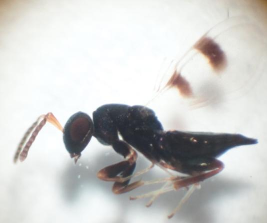 Ωφέλιμα έντομα στους ελαιώνες της Κρήτης Εικόνα 3.22: Ακμαίο έντομο της οικογένειας Eupelmidae.. Το Eupelmus urozonus (Εικ. 3.23) είναι γνωστό πολυφάγο εκτοπαράσιτο του δάκου (Bactrocera oleae) της ελιάς με περισσότερες από μία γενιές το χρόνο.