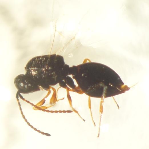 Στις παγίδες που εξετάστηκαν βρέθηκαν 10 έντομα της οικογένειας Figitidae, υποοικογένειας
