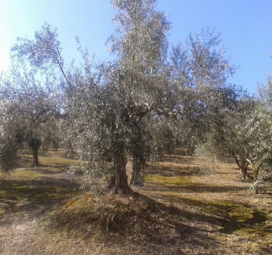 Διάβρωση