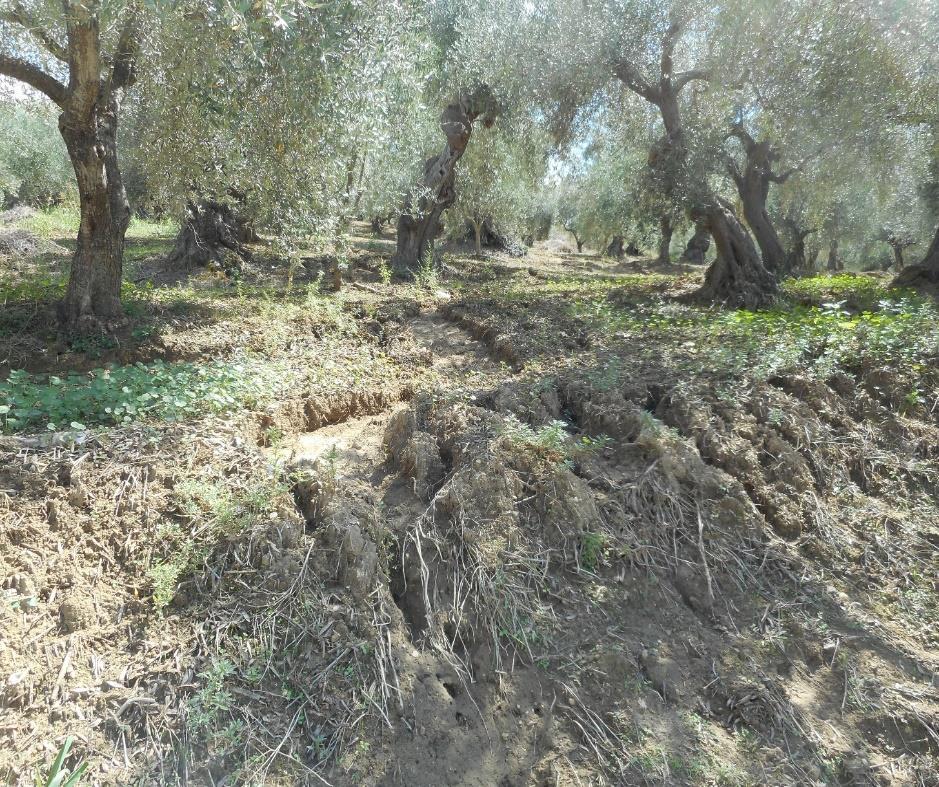 ΚΥΡΙΟΤΕΡΑ ΠΡΟΒΛΗΜΑΤΑ ΣΤΗ ΔΙΑΧΕΙΡΙΣΗ ΤΟΥ ΕΔΑΦΟΥΣ Ιδιαίτερο ενδιαφέρον παρουσιάζει η καλλιέργεια του εδάφους σε λωρίδες κάθετες προς την κλίση