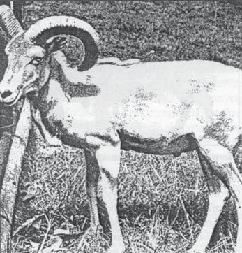 1.Domestikácia hrubovlnových oviec Fylogenetický pôvod oviec nie je objasnený tak, ako u iných druhov hospodárskych zvierat.