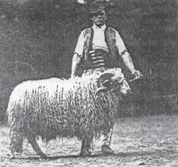 Vznikali zdomácnením divej formy ovce zakaspickej (ovis orientalis) nazývanej ARCHAR. Táto forma žije dodnes v strednej Ázii.