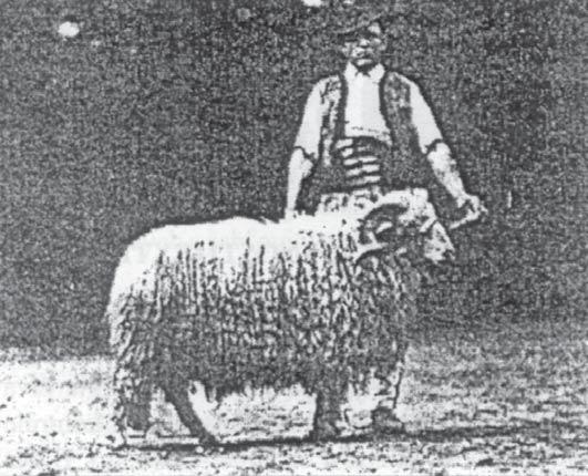 Čierna valaška z Demänovej. Plemenný baran z Levočských Lúk. roľnícko-pastierskou kultúrou, ktorá dlhodobo ovplyvňovala morálnu, odbornú a kultúrnu vyspelosť nášho ľudu.