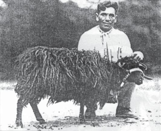 Rozvoj ovčiarstva v horských a podhorských oblastiach bol spätý s produkciou mlieka, výrobou syra, bryndze, masla a špeciálnych ovčích výrobkov.