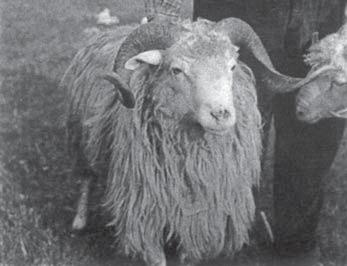 Už v tomto období mala bryndza svoje špecifické označenie: májovka, jasienka, mráznica. Koncom 19. storočia začína intenzita chovu oviec na našom území výrazne klesať (Obr. 1, str.24).