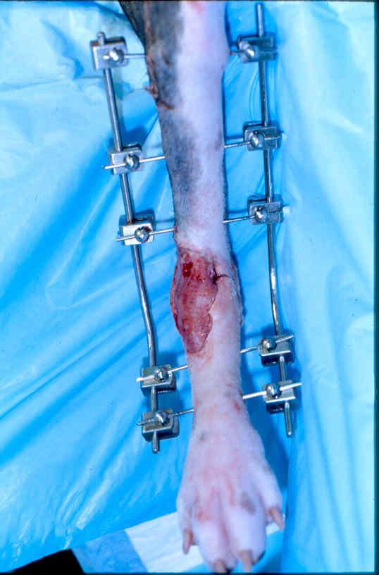 (C) Sagitalni rendgenogram osteosinteze