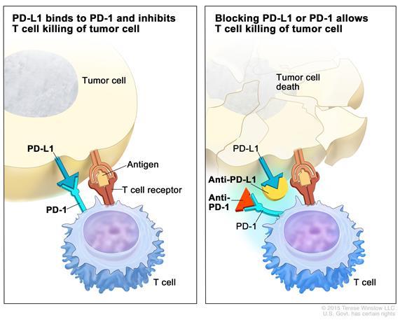 Αναστολείς των σημείων ελέγχου (checkpoint inhibitors) του ανοσοποιητικού συστήματος-μια καινοτόμα προσέγγιση στη θεραπεία του καρκίνου Παρά τις προόδους στον τομέα της Αιματολογίας, η ογκολογία