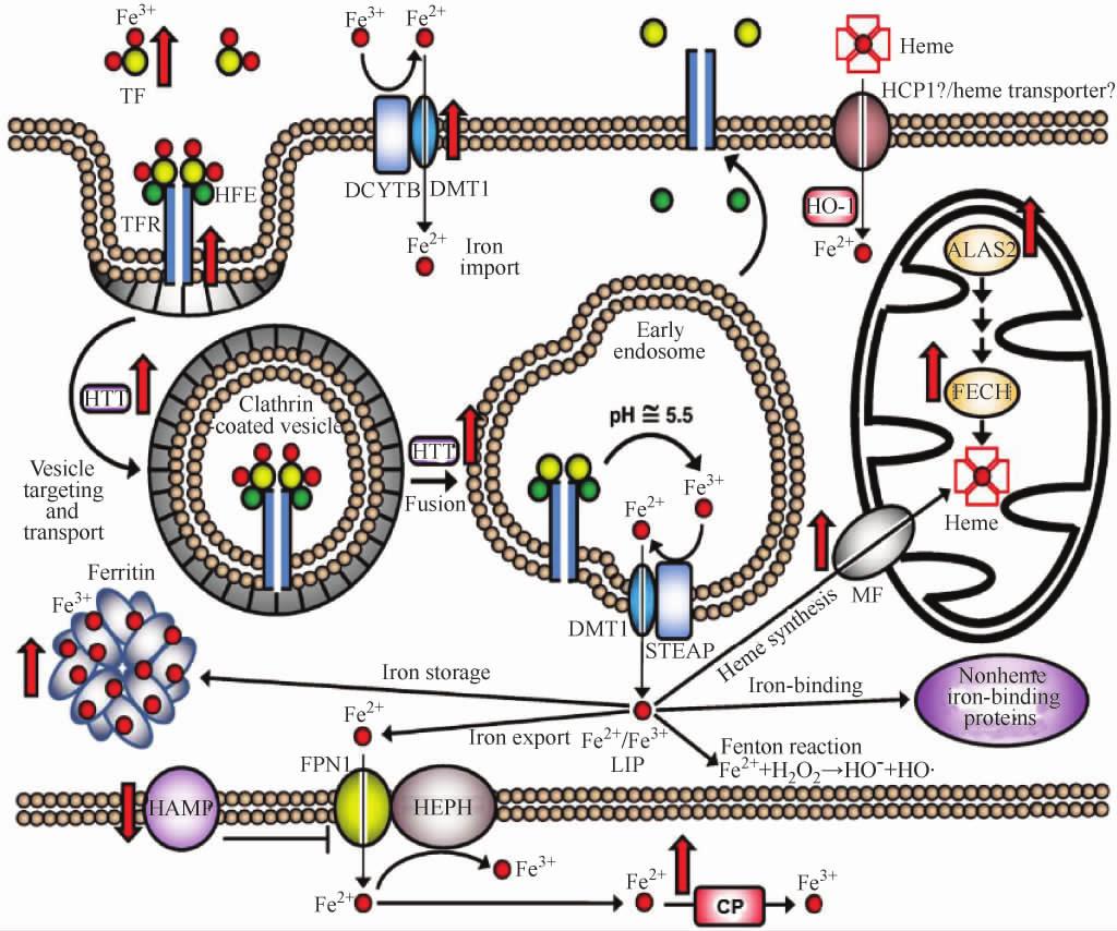 900 28 Fig 1 The current view of hypoxic regulation of iron transport and storage 1 The general scheme of known iron transport storage and metabolic pathways is summarized Not all pathways will be