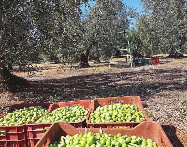 42 Lebensmittel Zeitung ΡΕΠΟΡΤΑΖ ΧΩΡΑΣ ΕΛΛ