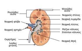 Εικόνα 1: Δομή νεφρού http://www.easypedia.gr/el/articles/ο/υ/ρ/ουροποιητικό_σύστημα.