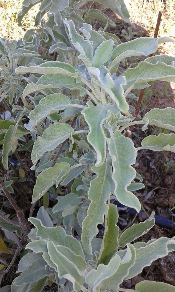 Εικόνα 3: Salvia pomifera ssp calycina.