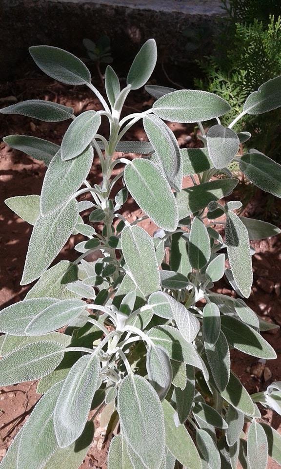 Εικόνα 4: Tο φυτό Salvia