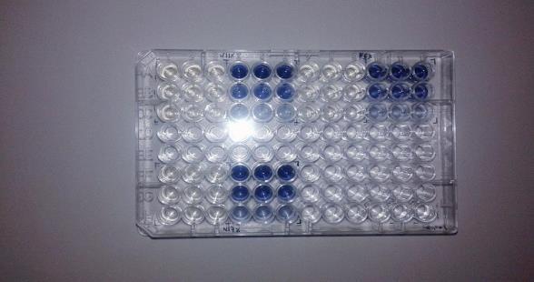 Πειραματικό πρωτόκολλο για F-C Στα κελιά των μικροπλακών τοποθετήθηκαν οι ακόλουθες ποσότητες αντιδραστηρίων και δείγματος προς υπολογισμό του ολικού φορτίου πολυφαινολών (Τotal Phenolic Content,