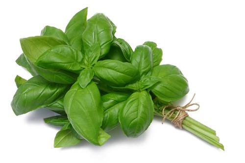 Isabella We need lots and lots of fresh basil for Wednesday, September 14 for the feast of the Exaltation of the Holy