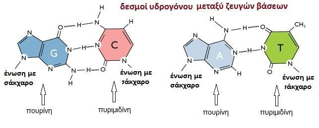 Μοντέλο της διπλής έλικας του DNA Δύο πολυνουκλεοτιδικές αλυσίδες (ονομάζονται και κλώνοι) σχηματίζουν μία διπλή έλικα γύρω από τον ίδιο άξονα.