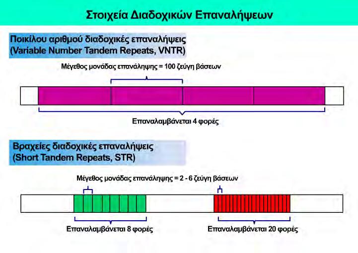 1. Εισαγωγή Εικόνα 6: Δύο από τους τρεις πιο συχνούς γενετικούς πολυμορφισμούς 1.3.