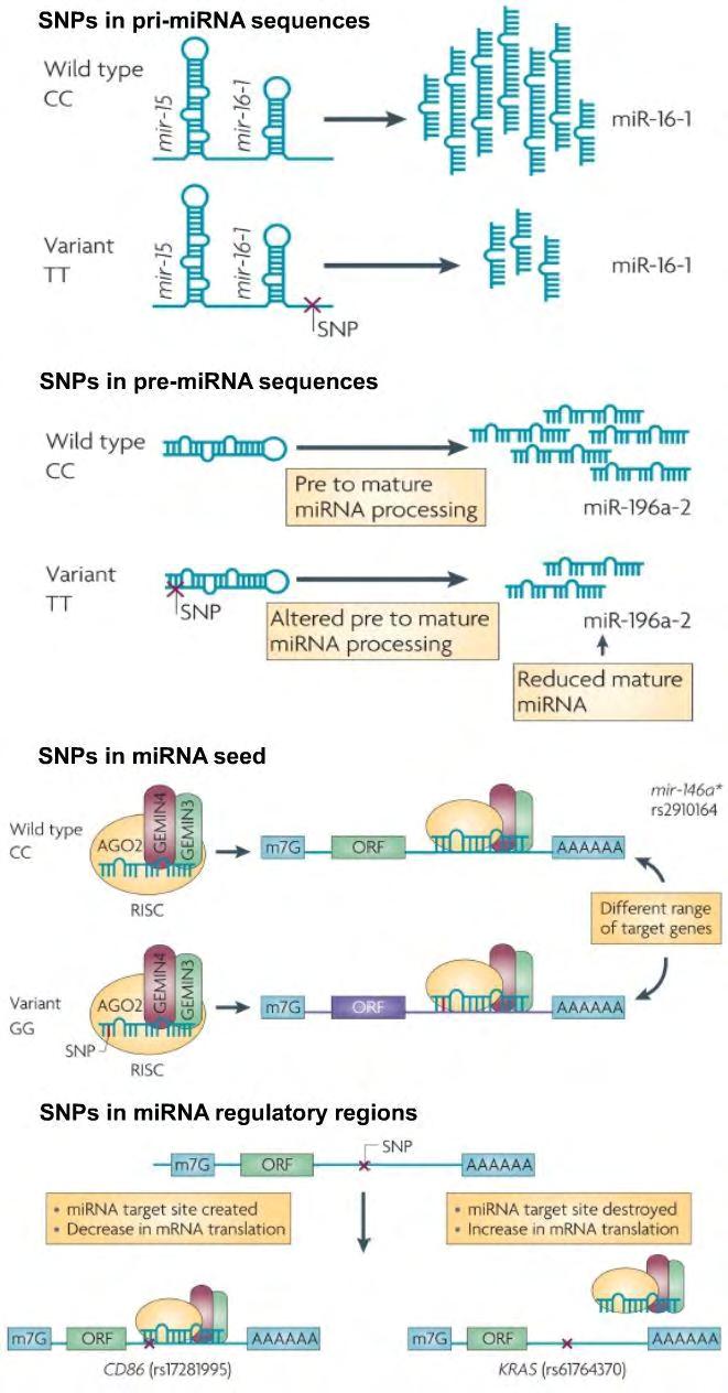 1. Εισαγωγή Εικόνα 8: Θέσεις εμφάνισης SNP σε microrna Πηγή εικόνας: Ryan, Bríd M., Ana I. Robles, and Curtis C. Harris.