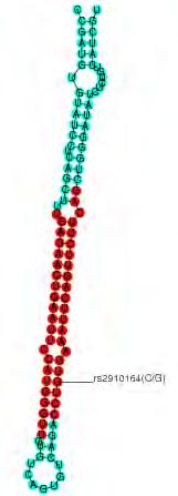 3. Αποτελέσματα οι 2 στο ώριμο pre-mirna rs4919510 Chromosome Chr10 Position 102734778 SNP Location relative to pre-mirna 37