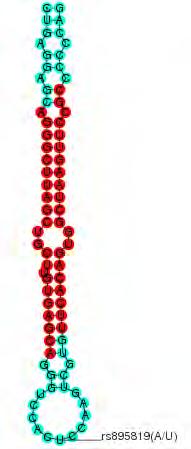 3. Αποτελέσματα οι 2 στο pre-mirna γενικά rs895819 Chromosome Chr19 Position 13947292 SNP Location relative to pre-mirna 40