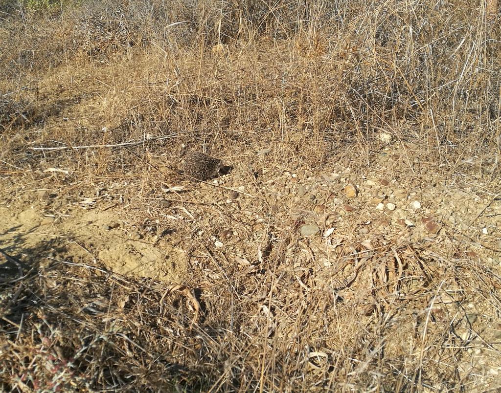 Έχω ένα φιλαράκι Το μικρό σκαντζοχοιράκι Το όνομά του Αγκανθούλης Ο μικρός γλυκός Ανθούλης Μες το δάσος