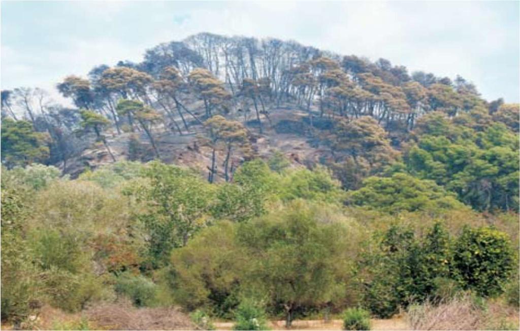 Σχήμα 9. Η νοτιοδυτική πλευρά του Κρόνιου λόφου αμέσως μετά την πυρκαγιά (28-8-2007). Σχήμα 10.