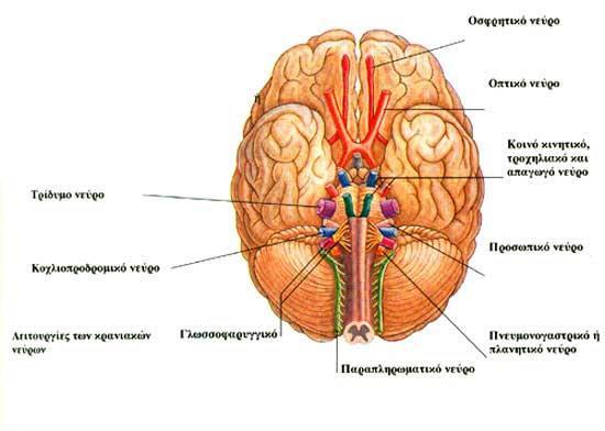 Εικόνα: Εγκεφαλικά νεύρα http://tlipolemos.aegean.gr/sxedia/grafdaskalou/anatomy/sub1/taste/cranialnerves.jpg 1.