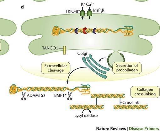 Marini et al, Nat Rev