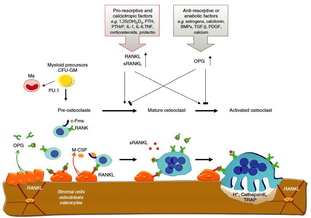 Macrophage-colony stimulating factor (M-CSF), receptor activator of nuclear factor-κb (RANK), receptor activator of