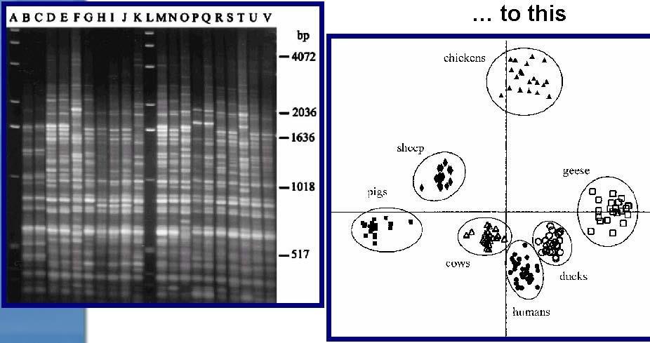 LIBRARY DEPENDENT METHOD: REP-PCR DNA