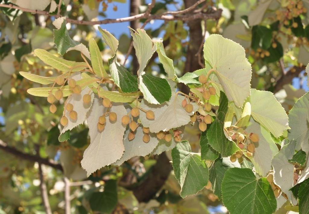 ΦΛΑΜΟΥΡΙ Ή ΤΙΛΙΟ Φυτά του γένους Tilia που