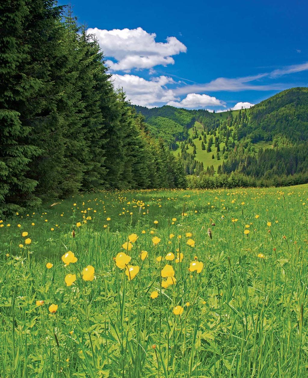 FOTO VYDANIA Jednou z najbohatších lúk v Európe je horská lúka na Kopaneckom sedle, nachádzajúca sa v Slovenskom raji
