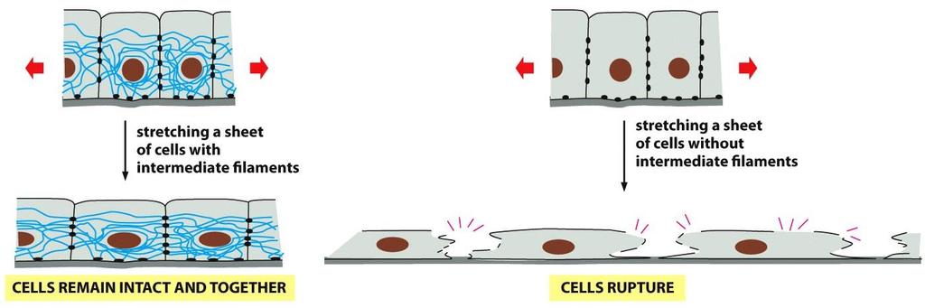 نقش رشته های بینابینی )سیتوپالسمی ) با قدرت کششی باال باعث مقاومت و استحکام سلول و غشاء سلول ها در برابر )سلول های ماهیچه و اپی تلیال پوست ) پاره شدن ناشی از تنش های مکانیکی می شود رشته های هر سلول