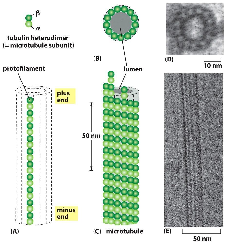 -1 ساختار میکروتوبول ها لوله های پروتئینی طویل توخالی و نسبتا سختی هستند 2 -زیرواحدهای تشکیل دهنده میکروتوبول ها: توبولین α و βکه به صورت