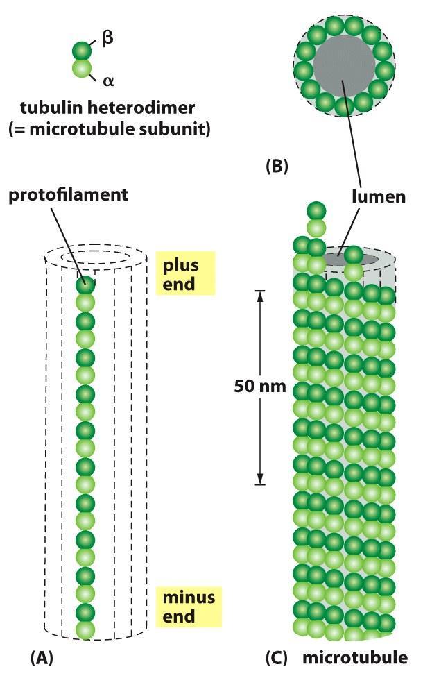 قطبیت میکروتوبول ها همه پروتوفیالمنت دارای یک نوع قطبیت ساختامنی هستند.