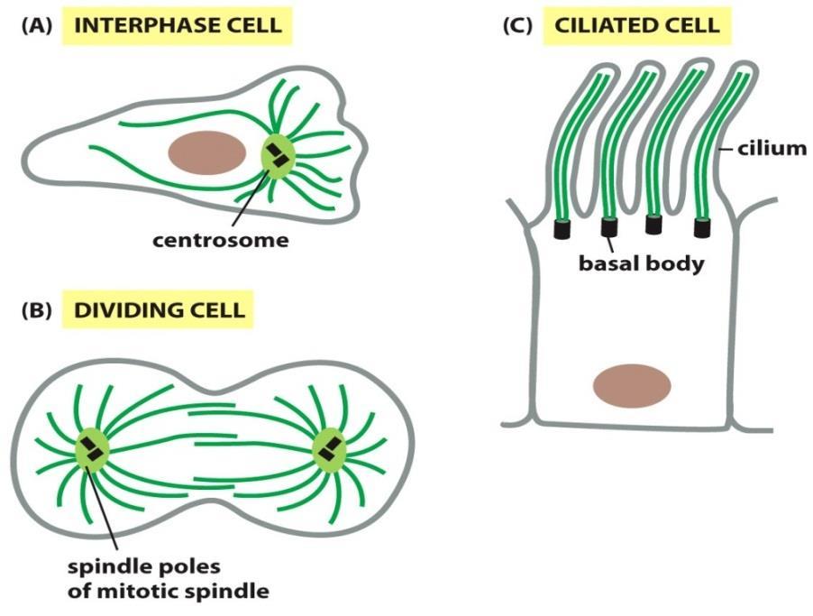 1- سانرتوزوم: نقش: -2 ساختارهای سازمان دهنده میکروتوبول ها و نقش آنها سانرتوزوم در سلول که در حال میتوز نیست در یک طرف هسته سلول قرار گرفته و آرایش میکروتوبول ها را به صورت شعاعی به سمت سیتوپالسم