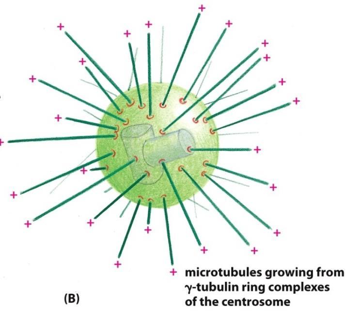 1- صدها حلقه توبولین گاما ساختار سانرتوزوم: صدها حلقه توبولین گاما+ :هرحلقه