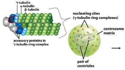 پروتئین های مرتبط تشکیل کمپلکس حلقه توبولین γ را می دهد.