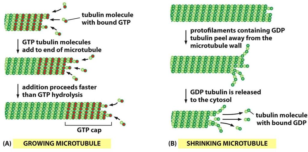 هر دایمر توبولین متصل به یک GTP است که بعد از اضافه شدن به انتهای میکروتوبول به GDP هیدرولیز می شود.