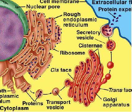 قطبیت سلول بر اثر سیستم قطبی میکروتوبول های موجود در سلول هدایت حرکت بین بخشی از سلول با بخش دیگر: انتهای مثبت متام میکروتوبول ها در انتهای آکسون قرار دارد و سلول می تواند ویزیکول و پروتئین