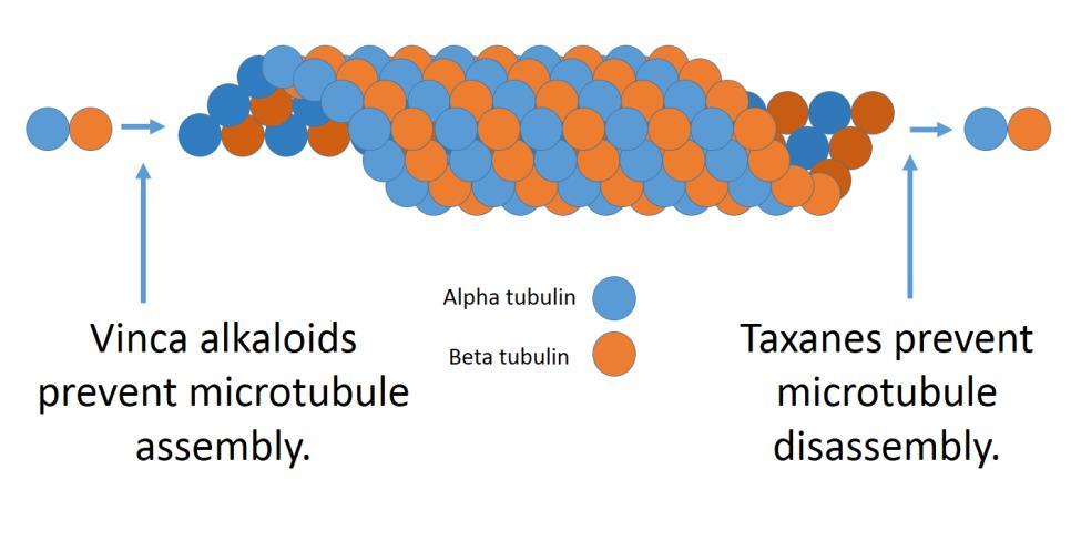 میکروتوبول ها ی دوک میتوزی برای ایفای نقش نیاز به رشد و کوتاه شدن مداوم کلشی سین و وین بالستین پویایی بیشرت و دارند با اتصال به توبولین آزاد مانع از پلی