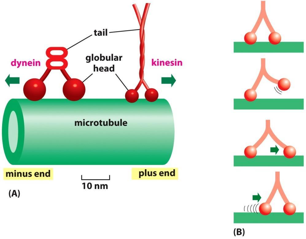 پروتئین های حرکتی میکروتوبول ها کینزین و داینئین ساختار: دو رس کروی: برهم کنش کننده با