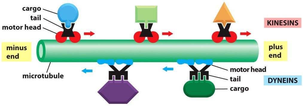 سلولی ( وزیکول و اندامک( کینزین : به سمت انتهای مثبت میکروتوبول حرکت می کنند )از سانرتوزوم