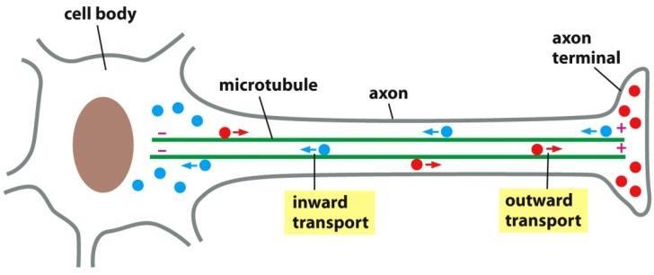 نقش کینزین و داینئین در تعیین موقعیت اندامک ها و انتقال ویزیکول ها در سلول کینزین: