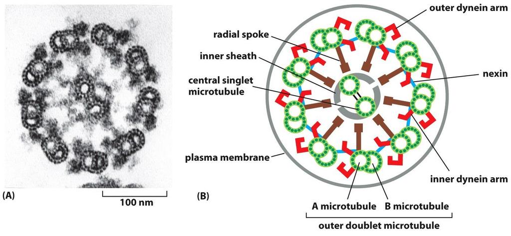 ساختار تاژک و مژک یوکاریوتی در مقطع عرضی: نه میکروتوبول دوتایی به صورت حلقه در
